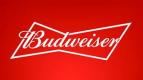 Budweiser 36pk Cans 0